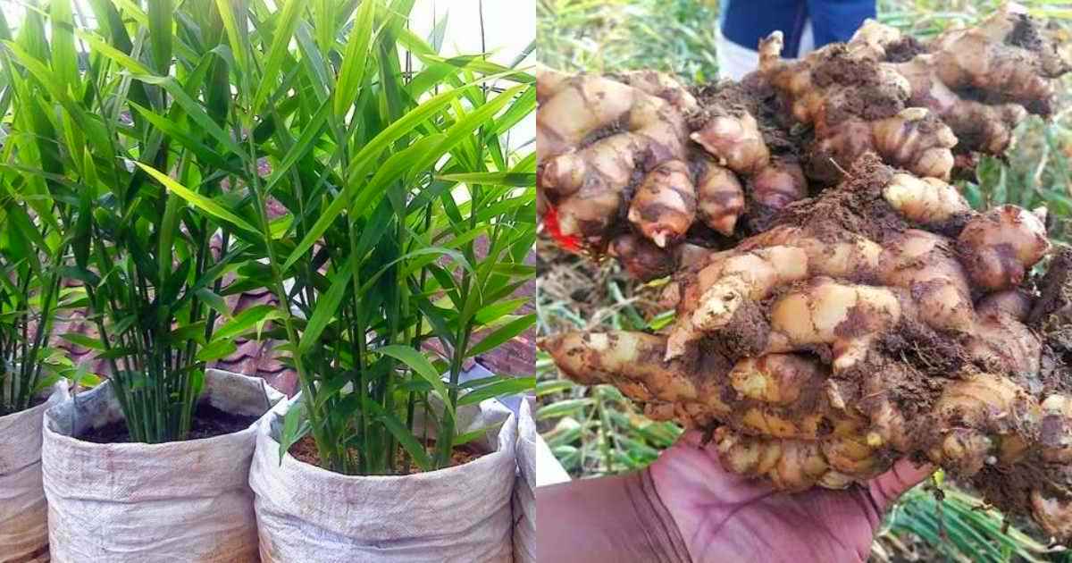 Easy Ginger Cultivation tips in Grow bag