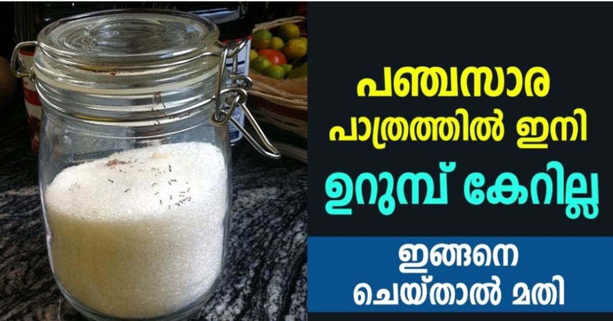 Get Rid of Ants From sugar bottle tips