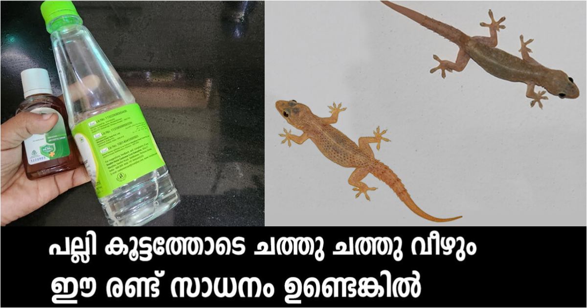 Get rid of lizards using detol and vinegar