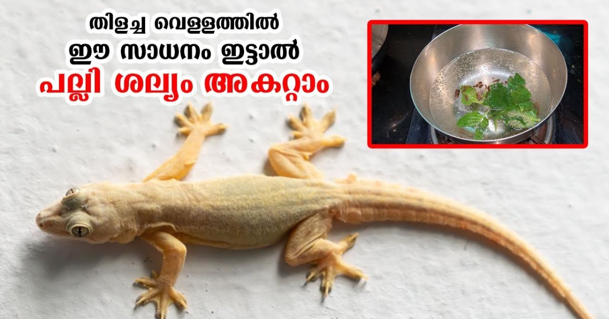 Get rid of lizards using panikurka leaf water