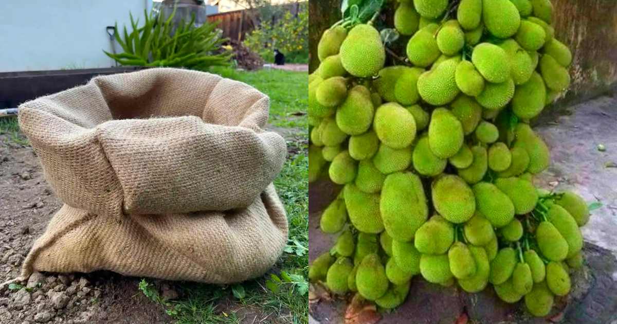 Jackfruit cultivation easy tips using chak