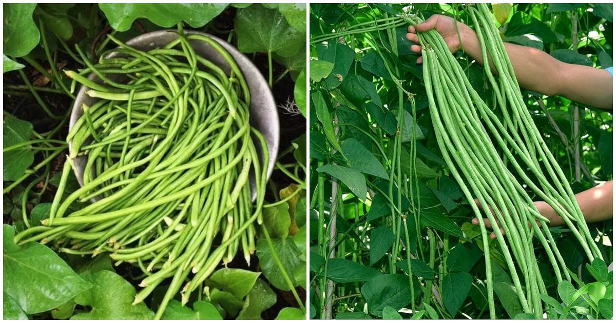 Long Beans Easy Cultivation