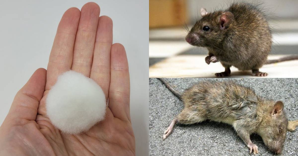 Tips to get rid of rats using cotton