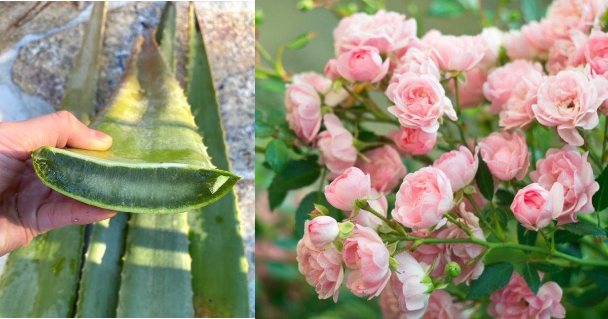 Rose flowering tips using aloevera