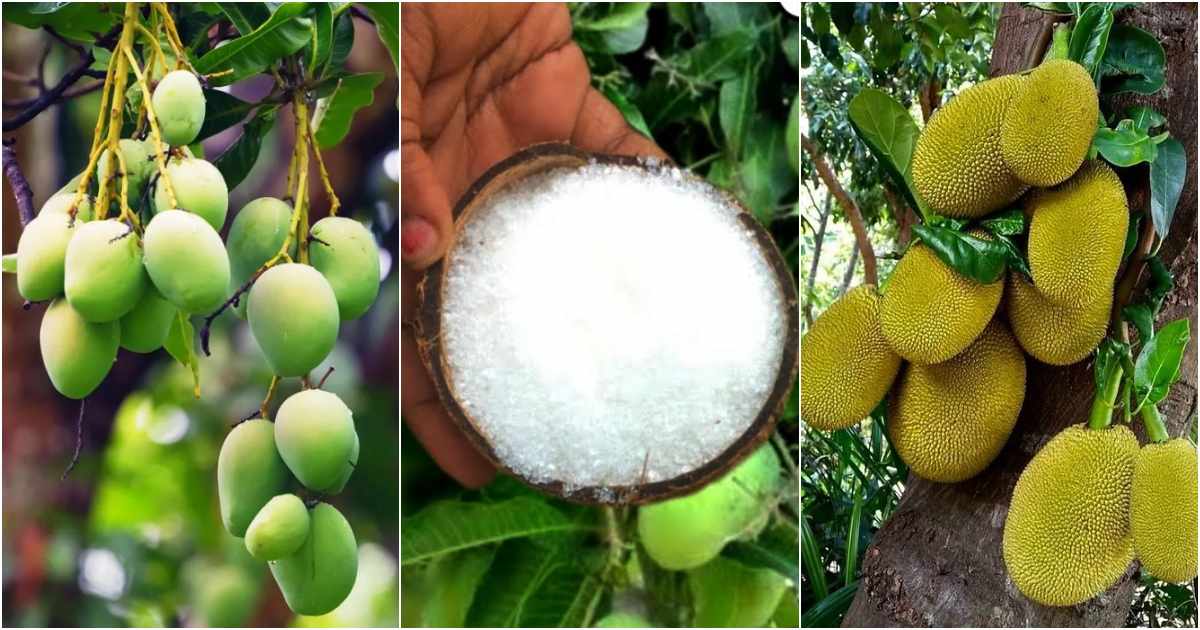 To get more mangoes and jackfruits