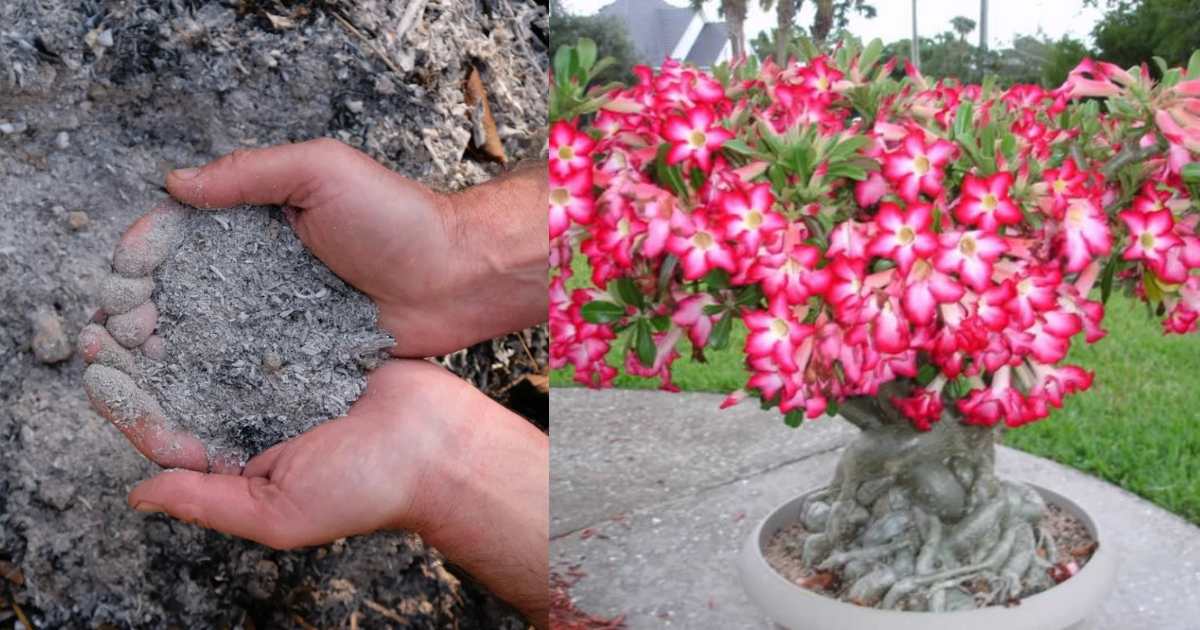 Adenium plant care