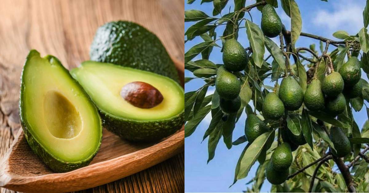 Avocado Cultivation easy tips