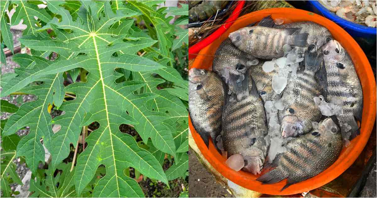 Fish Cleaning Using Papaya Leaf