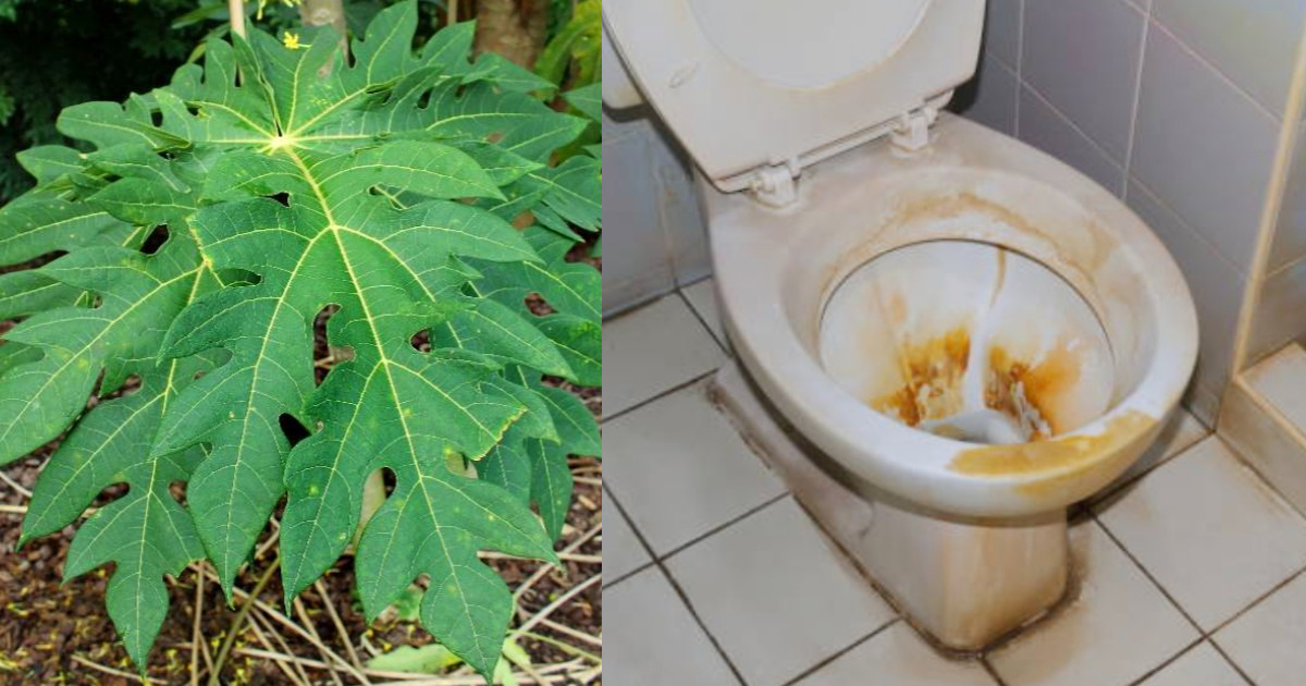 Toilet cleaning tips using papaya leaf