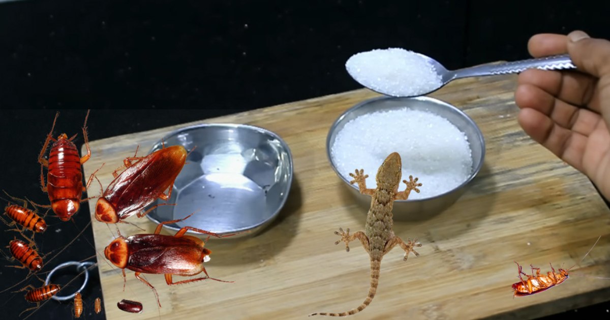 Get Rid Of Lizards Cockroach using sugar