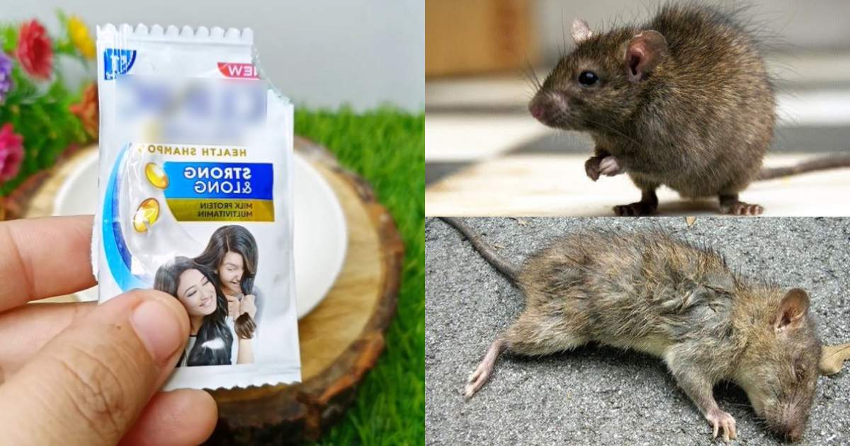 Get Rid of Rats Using Shampoo