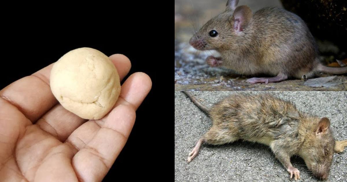 Get rid of rat using wheat flour