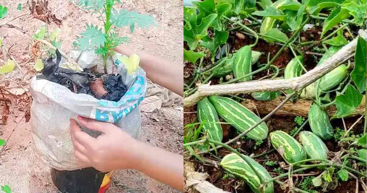 Koval Krishi Using Water Tips