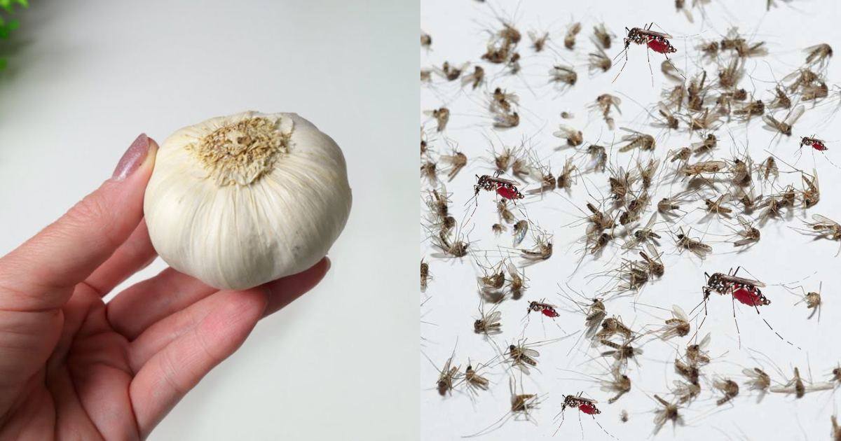 Mosquito Repellent using Garlic