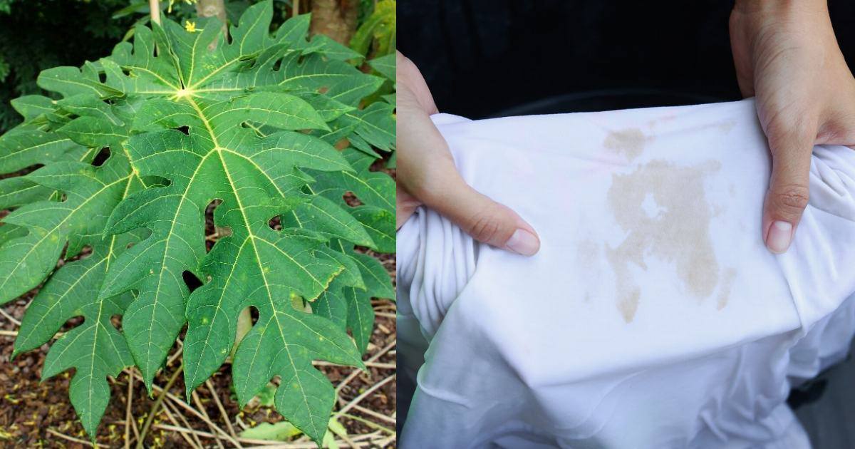 Stain Removal Tip Using Papaya Leaf