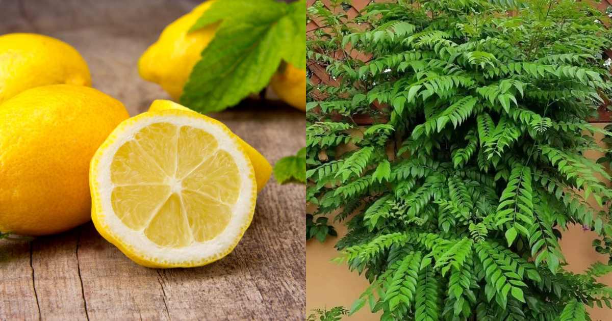 Curry leaf plant Growing tips using lemon