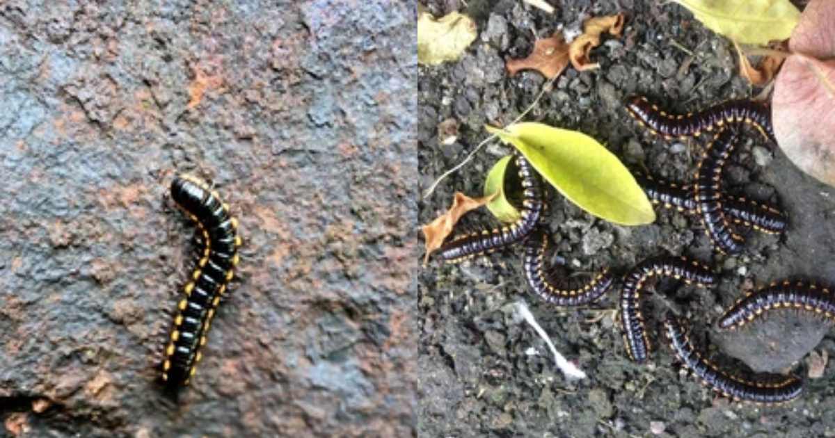 Get rid of Black and yellow worm