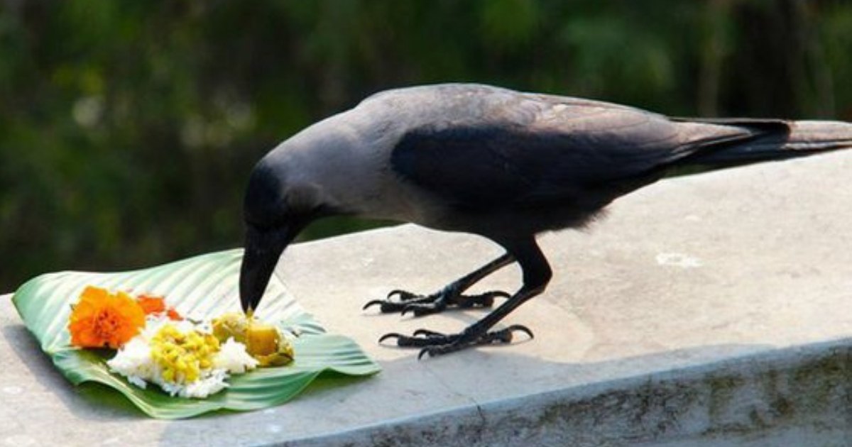 Karkkidakavav secrets about crow