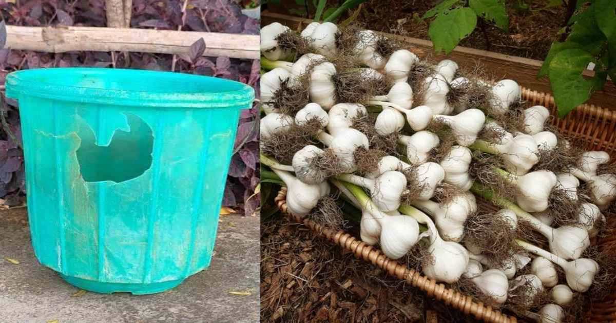 Garlic Krishi Using Bucket