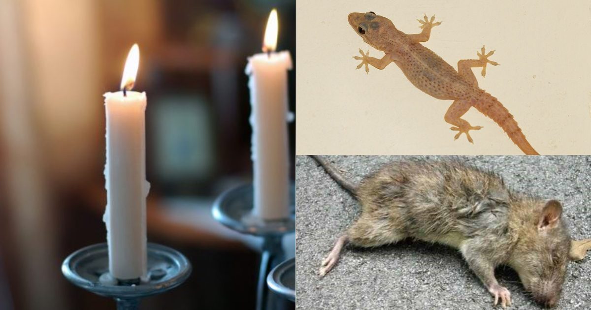 Get rid of rats lizards using candles