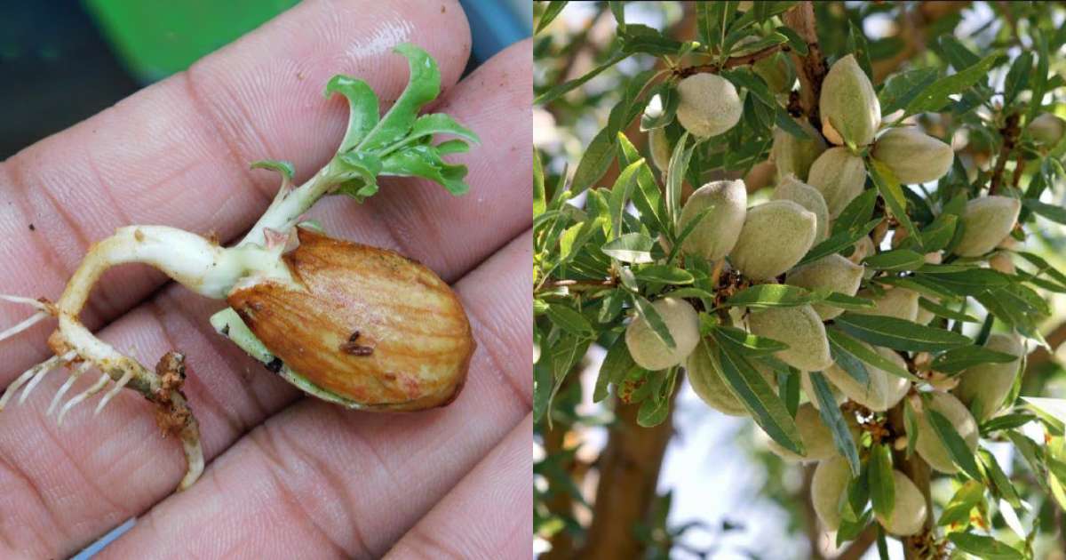 Grow almonds at home