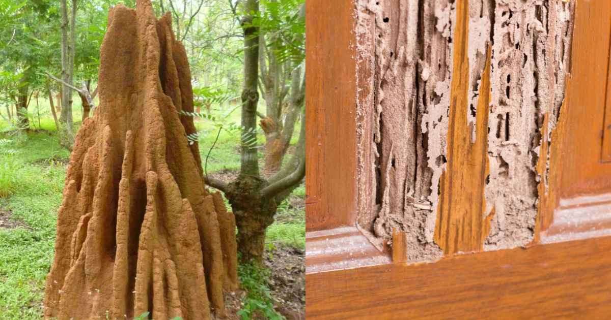 To Remove Termites From Home