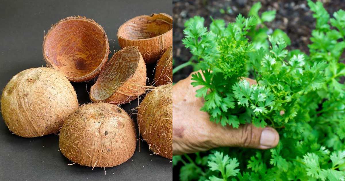 malli propagation Using coconut shell