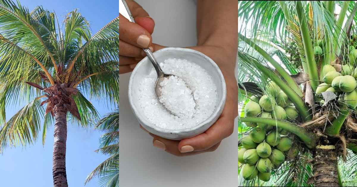 Coconut Cultivation Using Salt