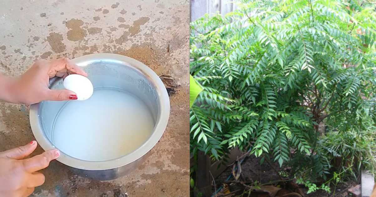 Curry Leaves Growing Tip Using Egg