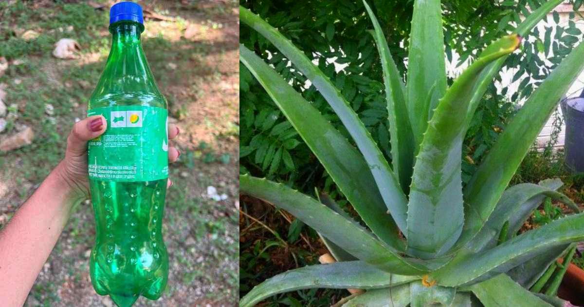 Aloevera care using bottle