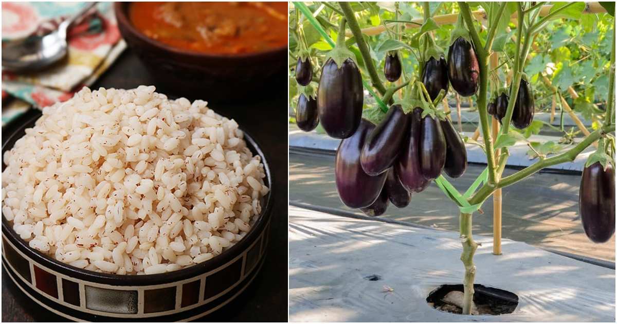 Brinjal Krishi using cooked rice