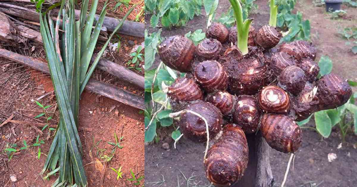 Chembu Krishi Using coconut leaf