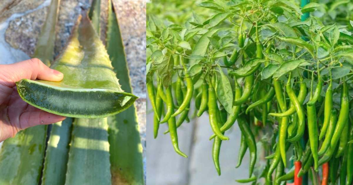 Chilli Cultivation Using Aloe Vera