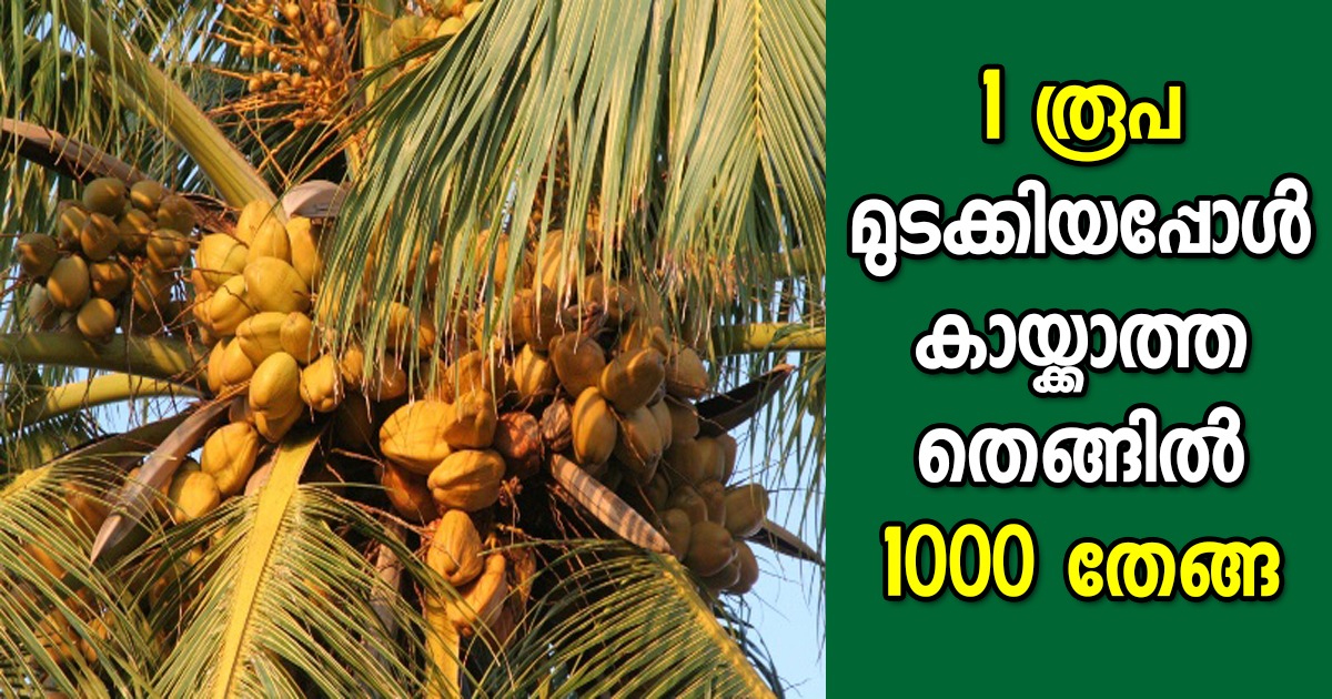 Coconut Tree Cultivation