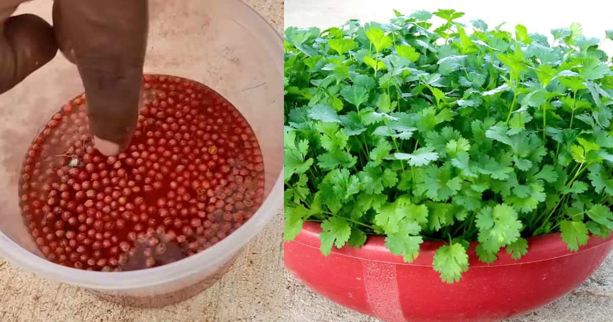 Coriander Growing Method