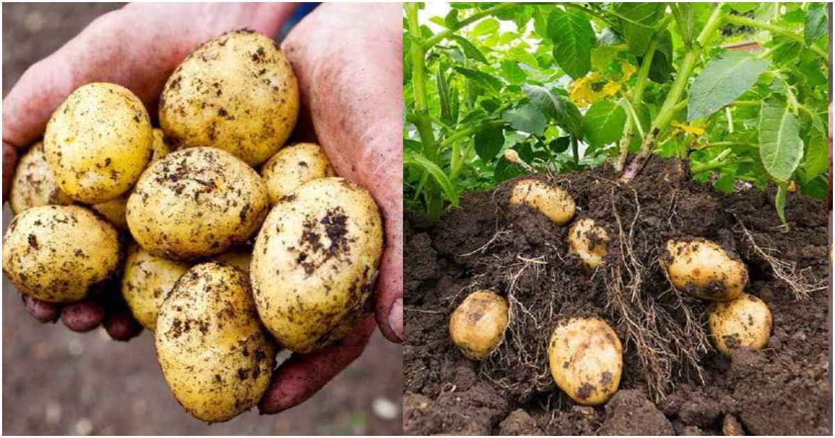 Easy Potato Cultivation Tip