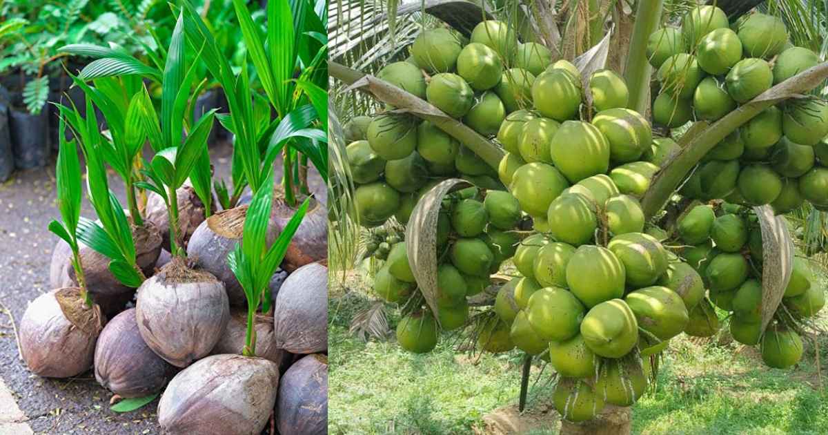 Gangabondam Coconut Tree Cultivation