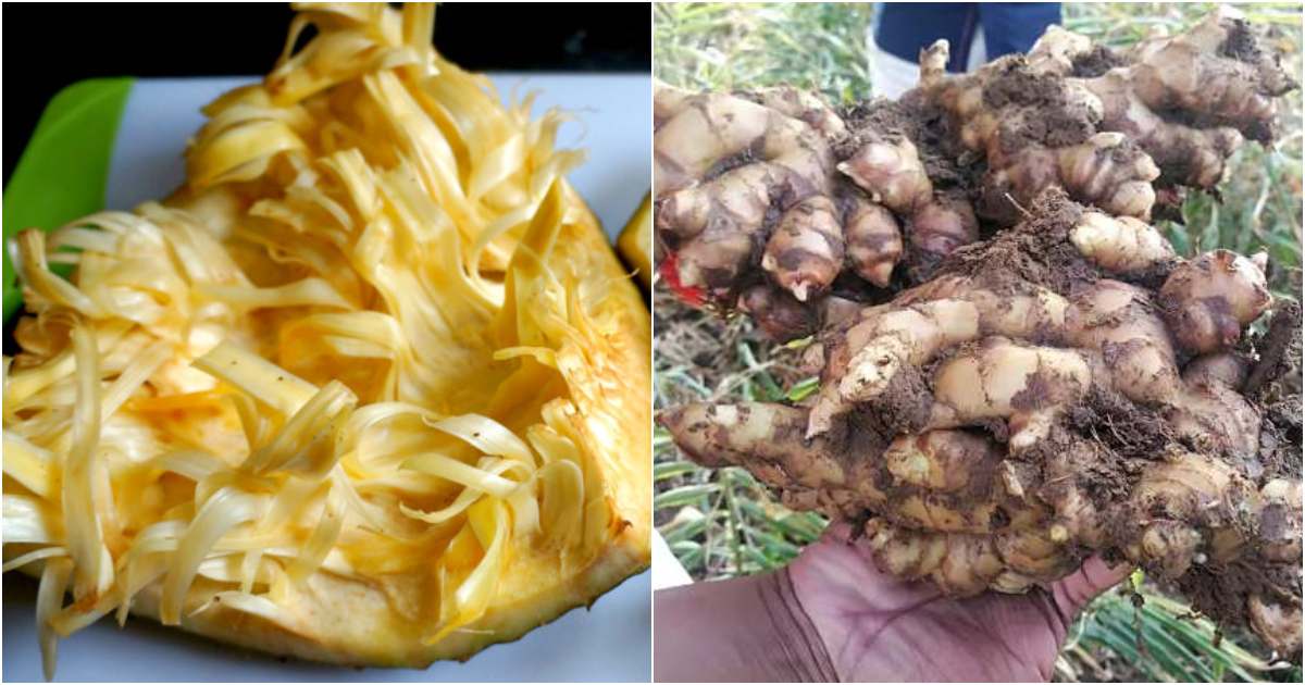 Ginger krishi using Jackfruit peels