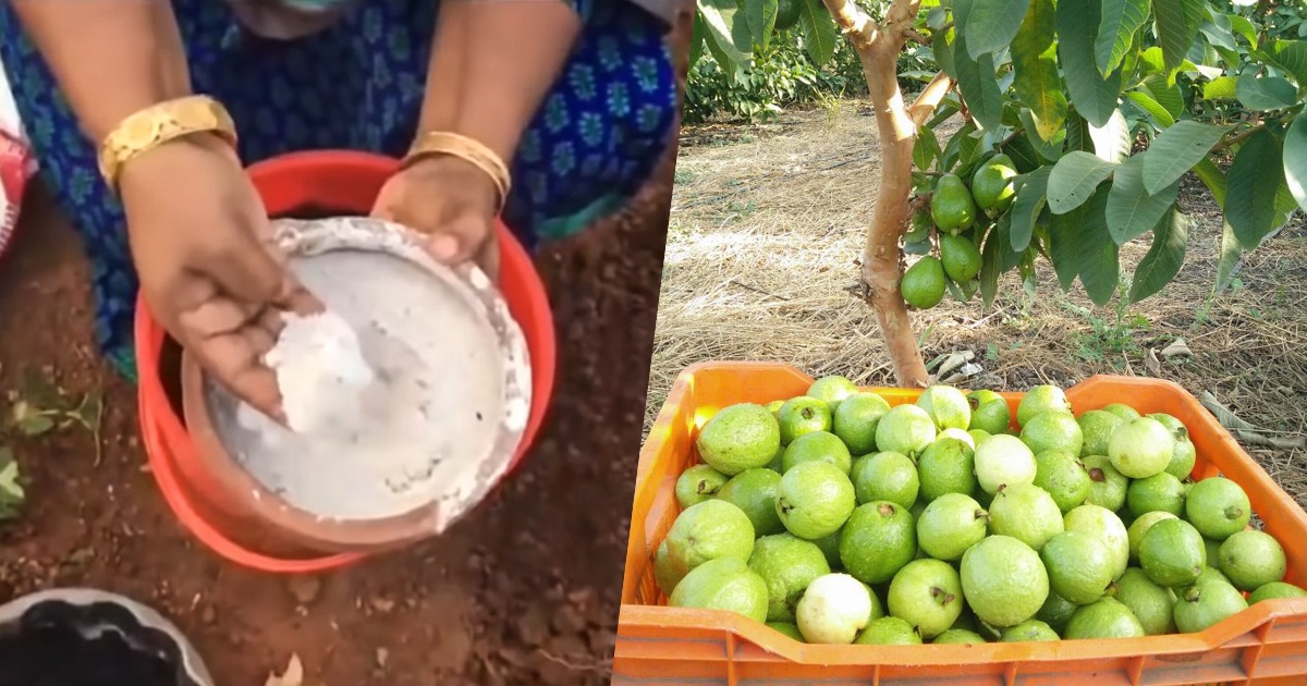 Guava Tree Cultivation tips