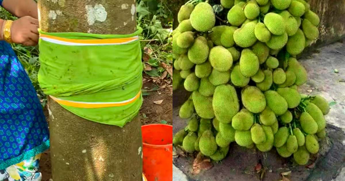 Jackfruit cultivation and growing tip