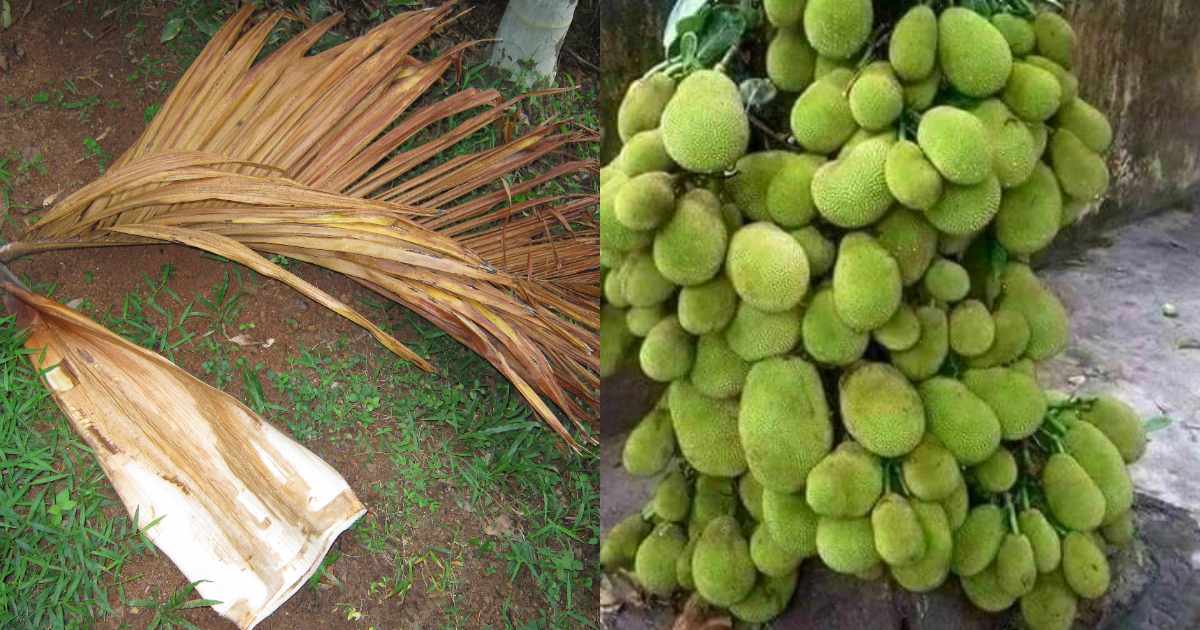 Jackfruit cultivation using Pala