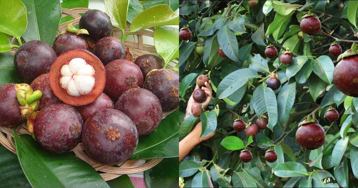 Mangosteen Plant cultivation