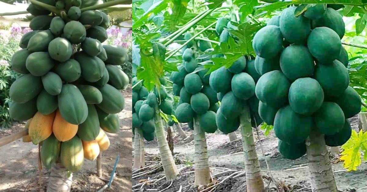 Papaya Cultivation tips