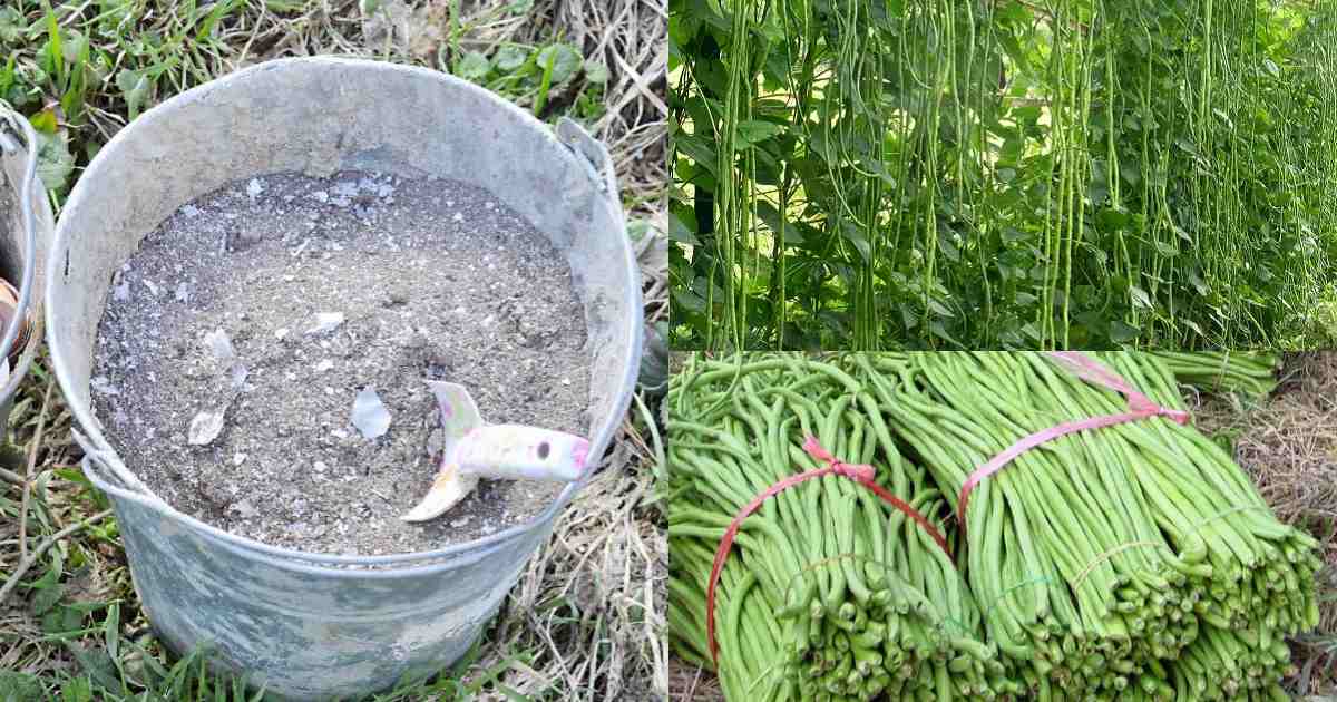 Payar Krishi Using Wood Ash