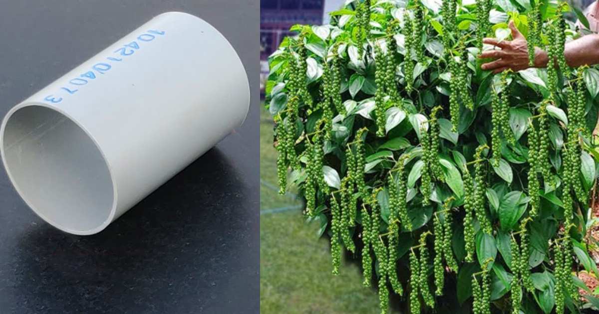 Pepper Cultivation using PVC Pipe