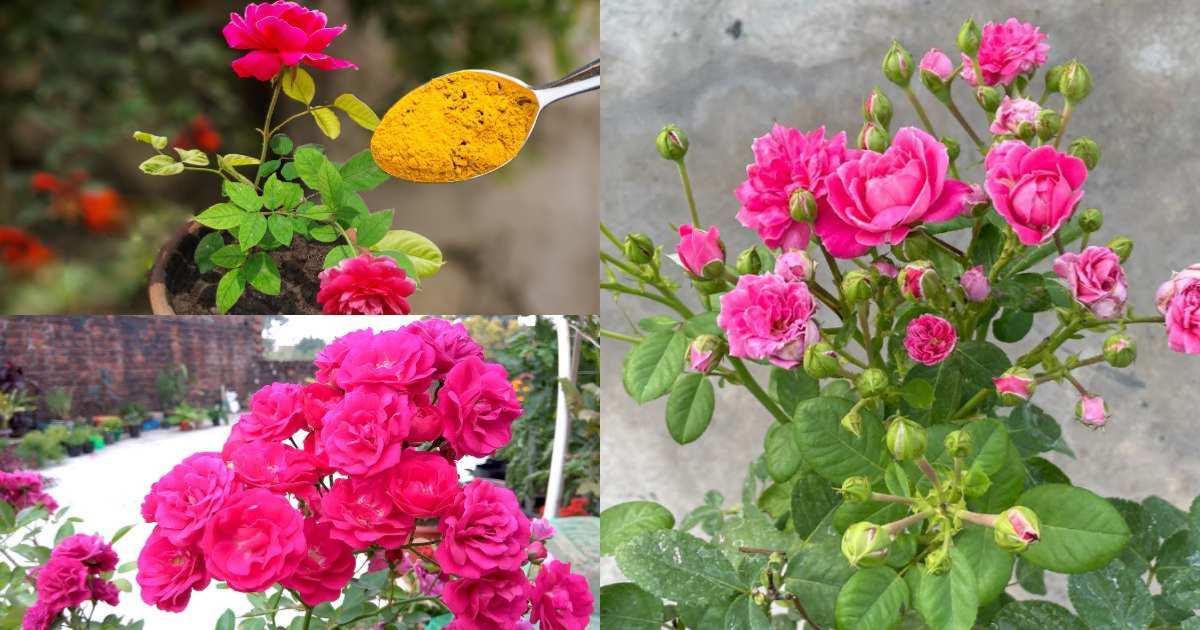 Rose Gardening Tips