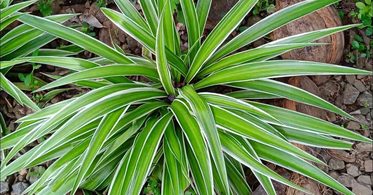 Spider Plant Care tips