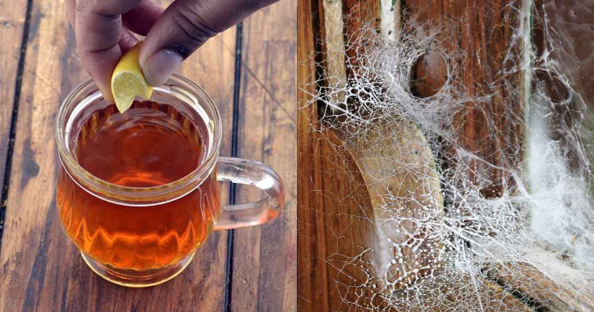 Spider Web Cleaning Tips