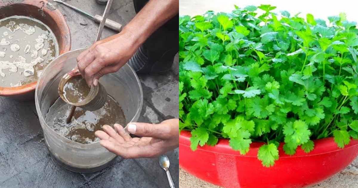 Tip To Grow Coriander At Home