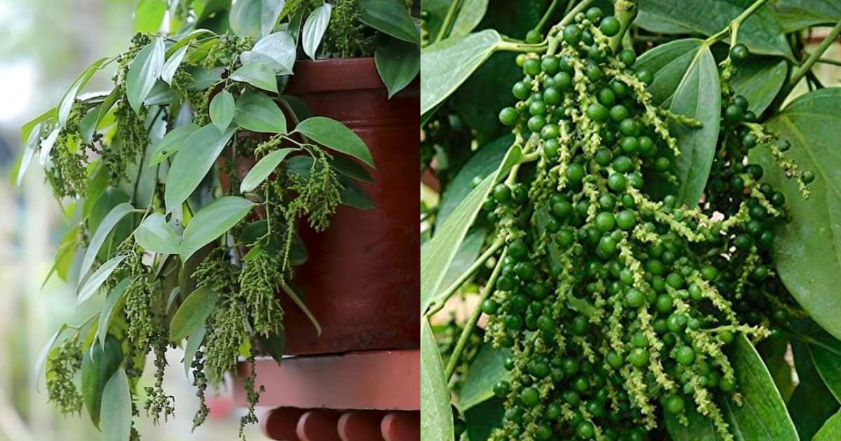 To Grow Bush Pepper in Container